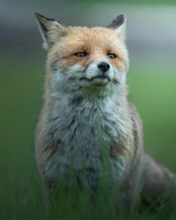 a close up po of an adult red fox