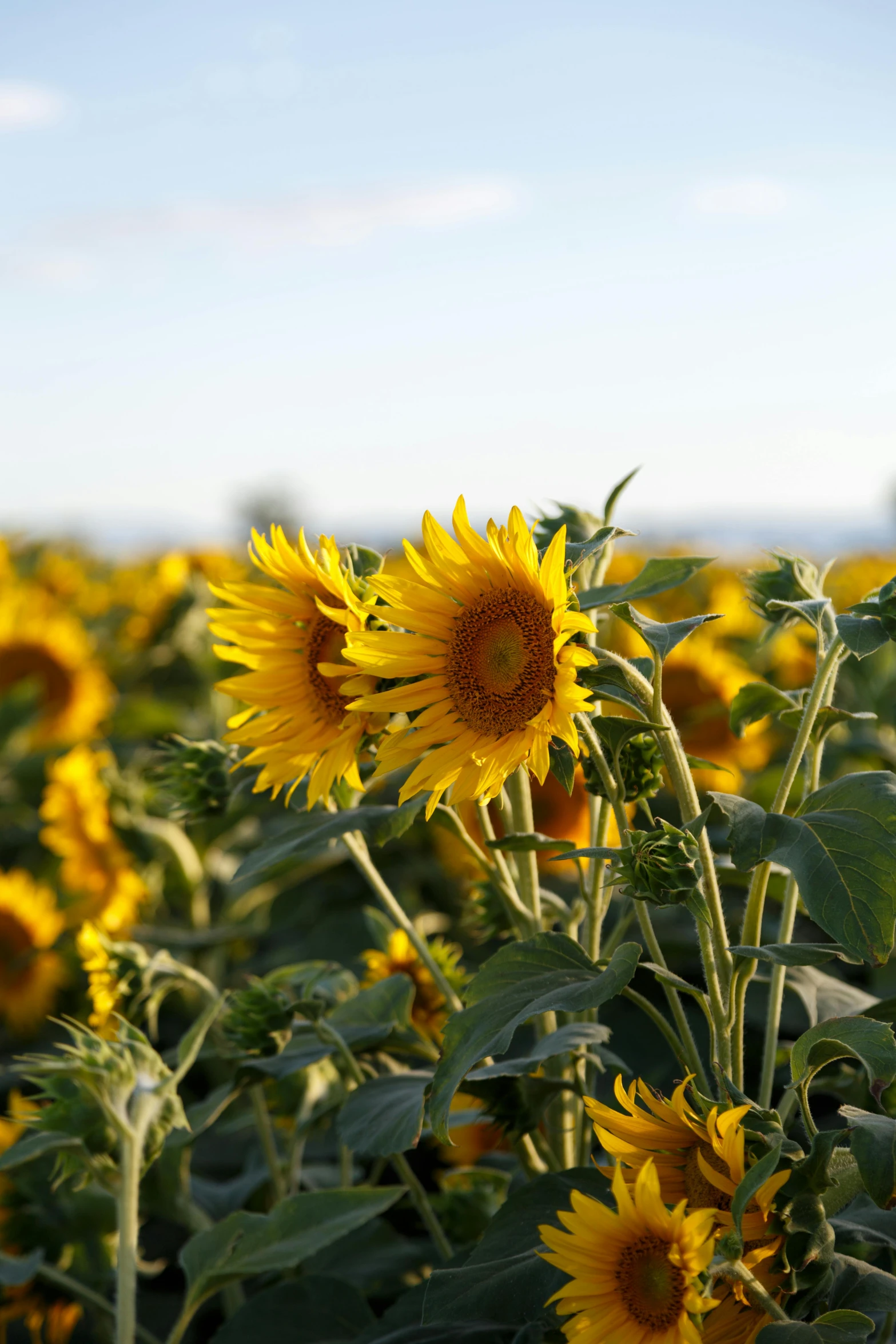 a field of very large sunflowers in full bloom