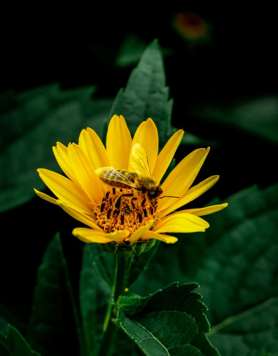 a yellow flower with a bee sitting on it