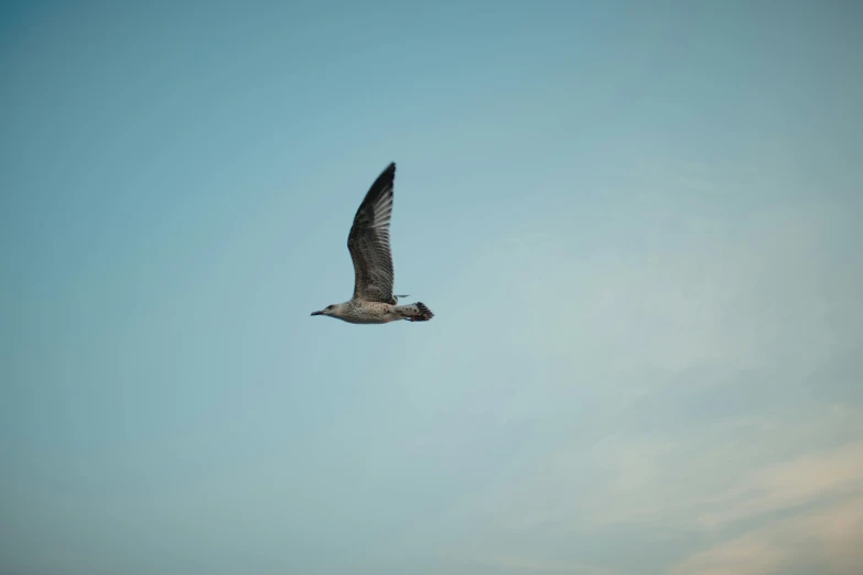 a black bird soaring in the blue sky