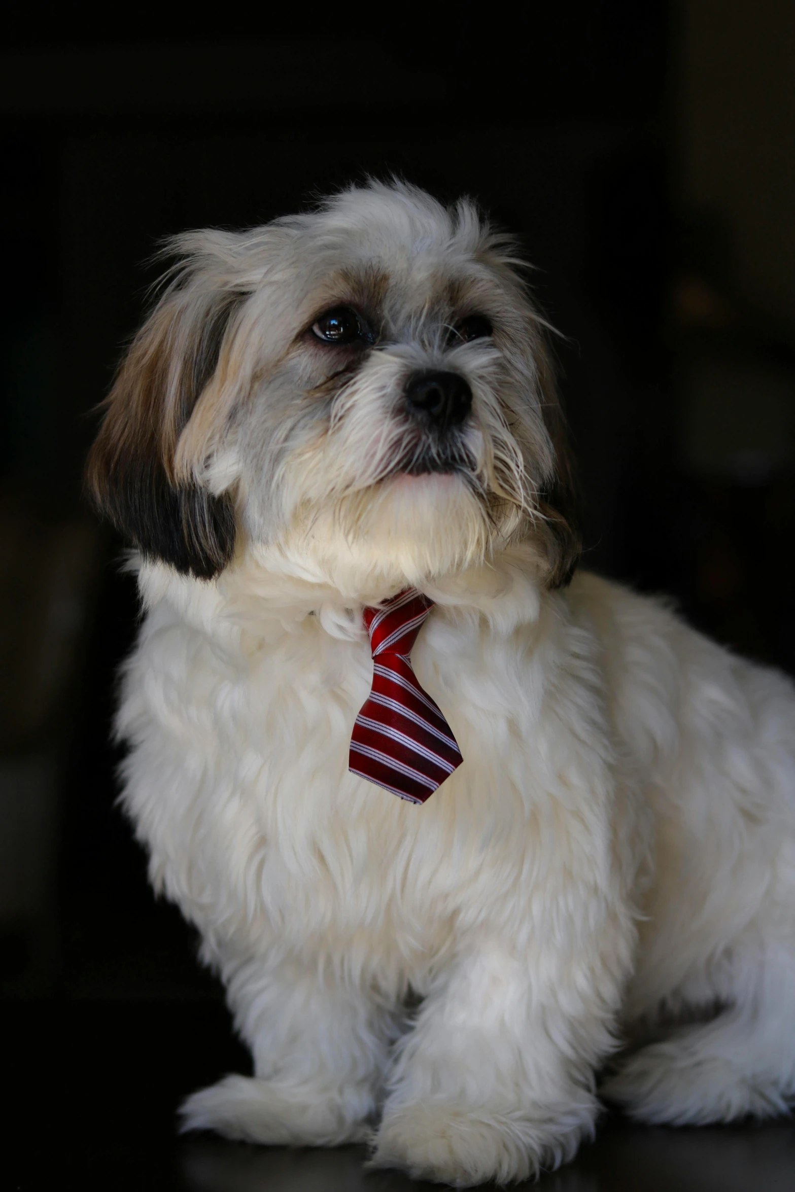 small gray and white dog wearing a necktie