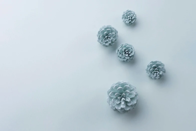 five pinecone flowers on a white background