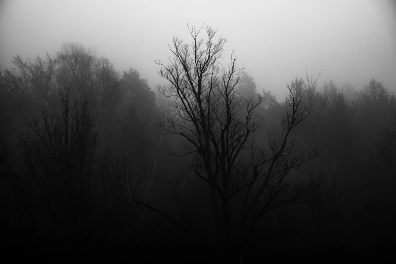 a black and white po of trees in the fog