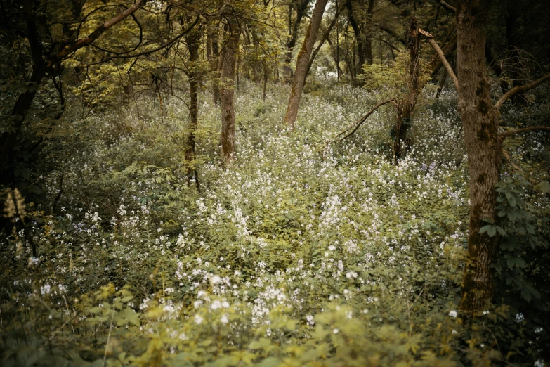 flowers in the forest are blooming by some trees