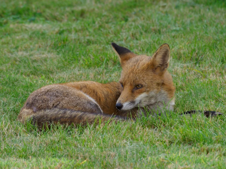 a close up of a fox laying in the grass