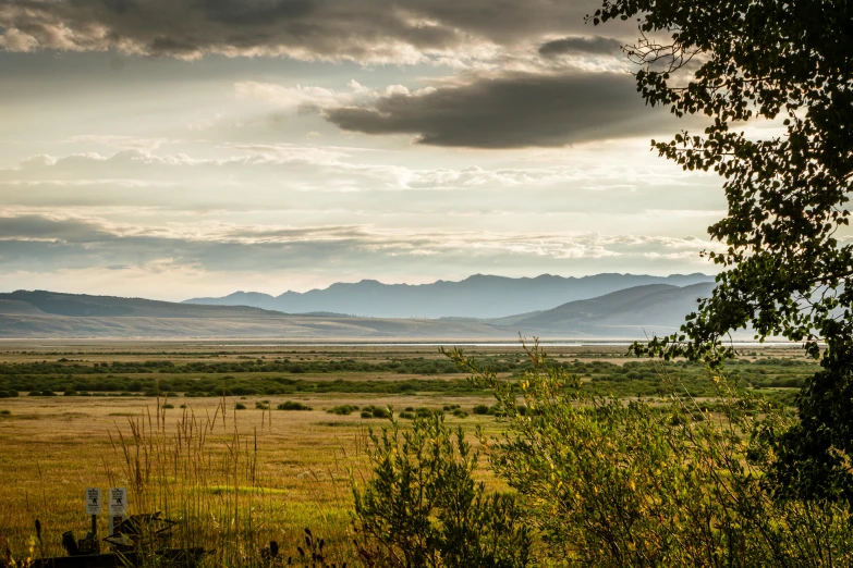 a field of grass with mountains in the background