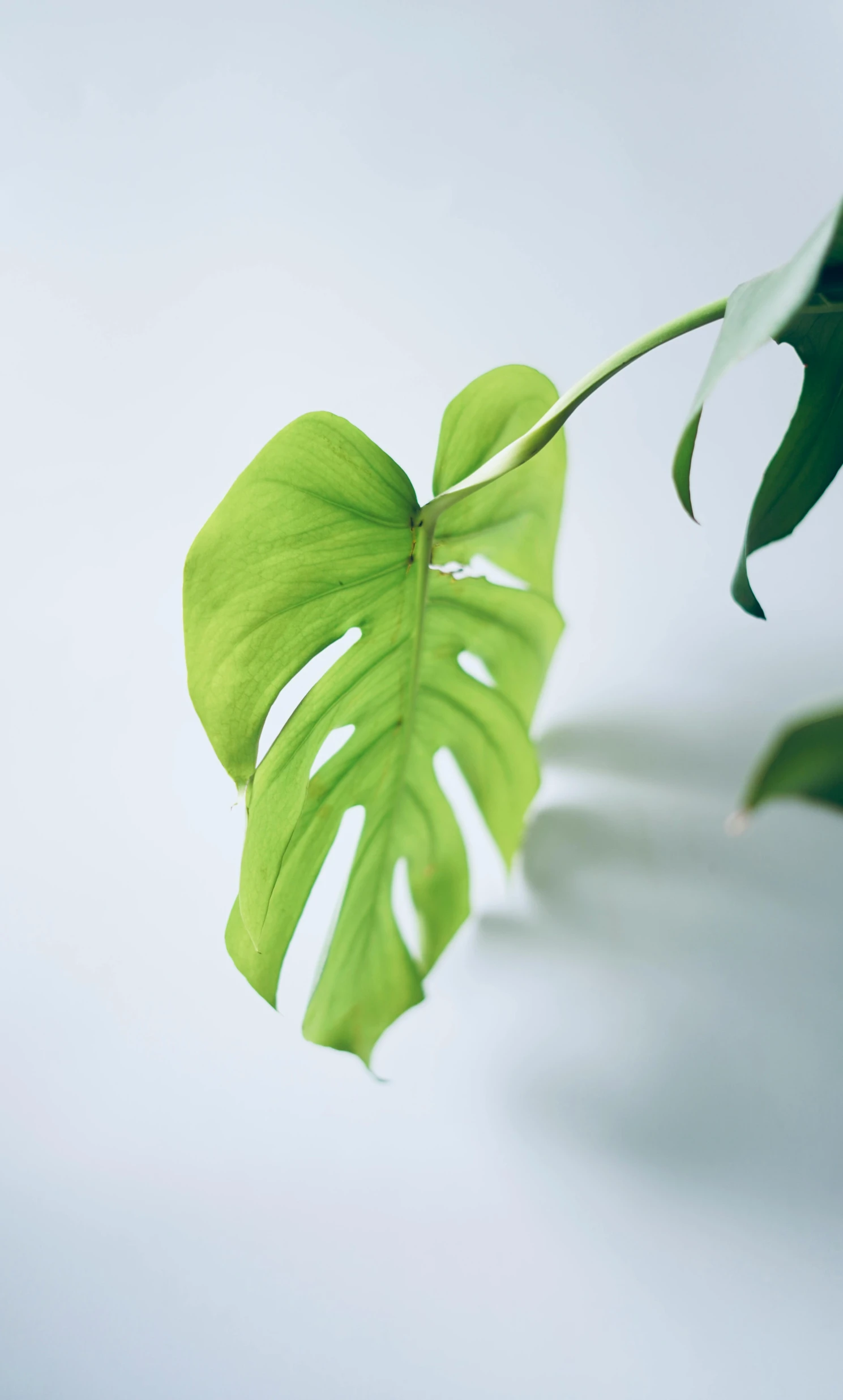 a single leaf on a white background with some light