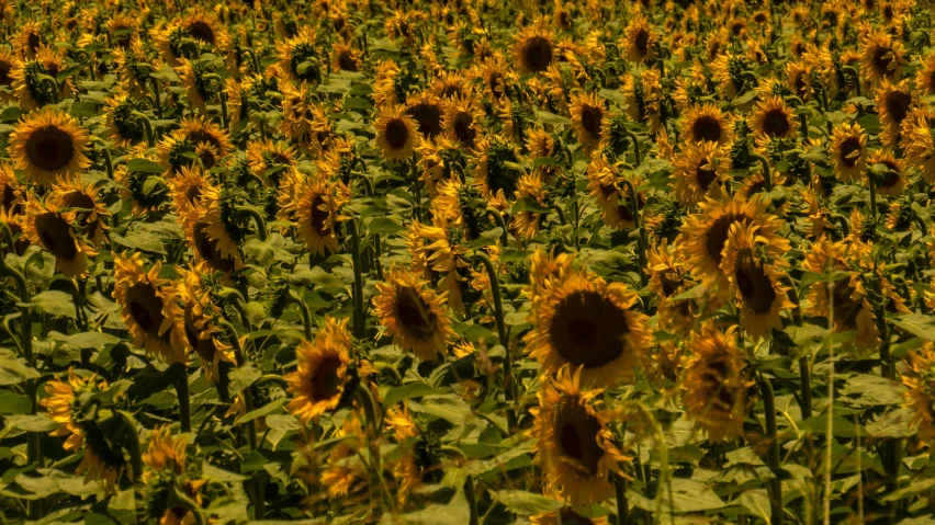 an image of a field of sunflowers blooming