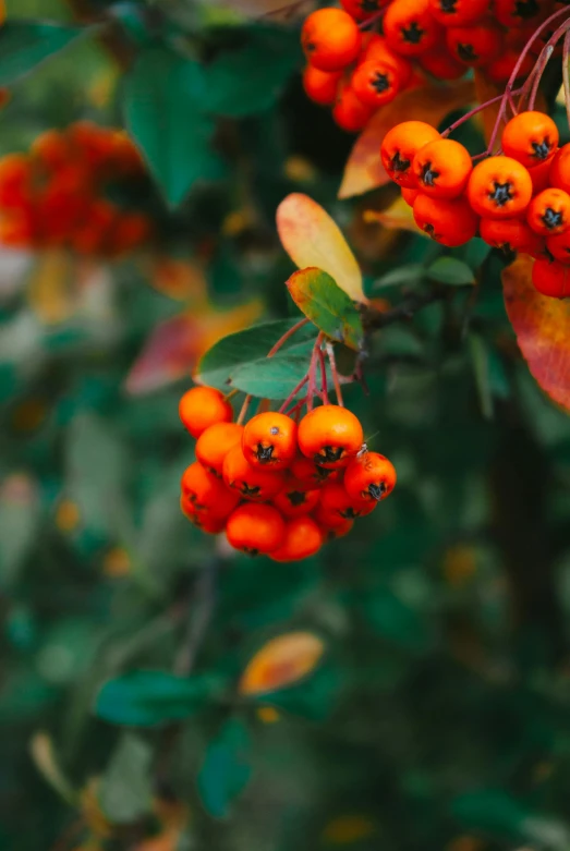 a bunch of red berries on top of a tree