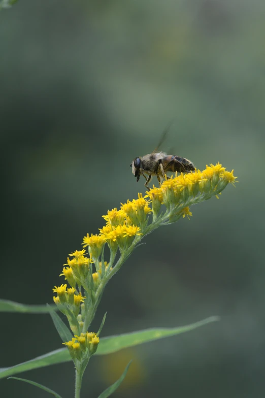 two bees sitting on the flowers of some sort of plant