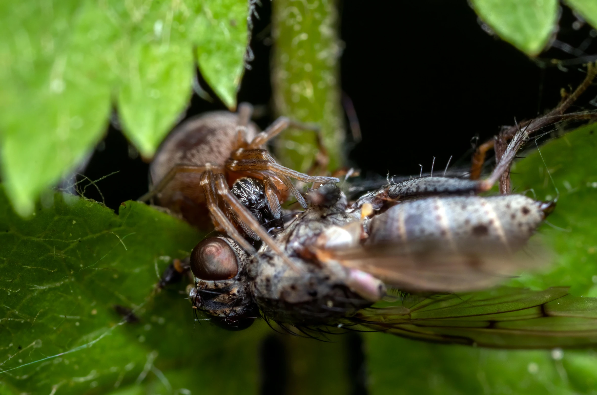 a large spider crawling on a green leaf