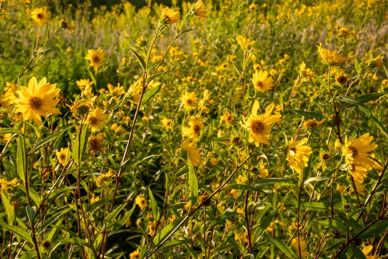 the large field is full of yellow flowers