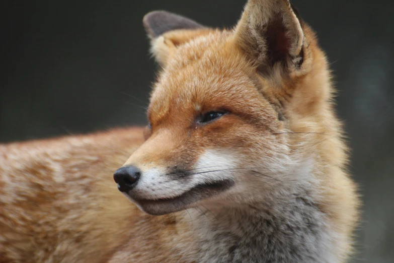 the red fox stares intently at soing