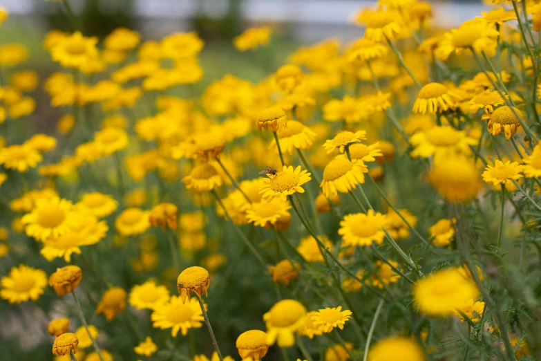 yellow flowers growing in a large field next to a fence