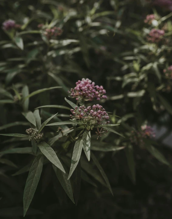 small flower growing on a plant near some trees