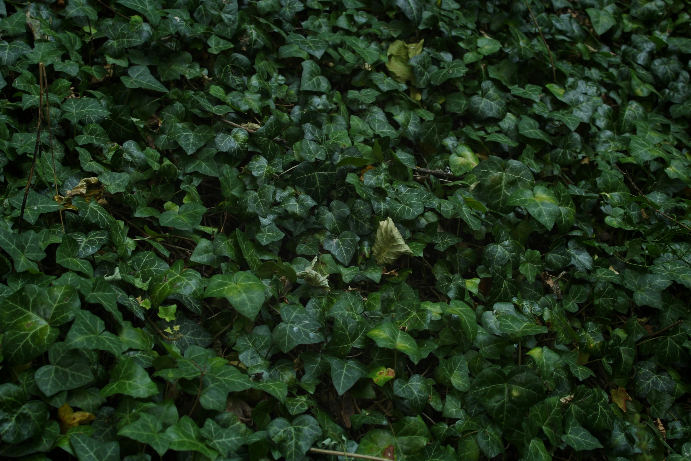 the leaves on a bush have greenish in the sun