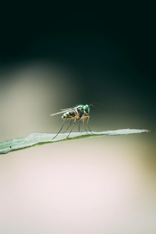 a pair of large flies sit on a leaf