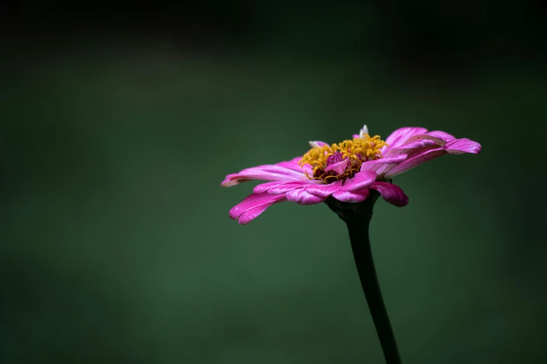 the small pink flower is standing out from the dark