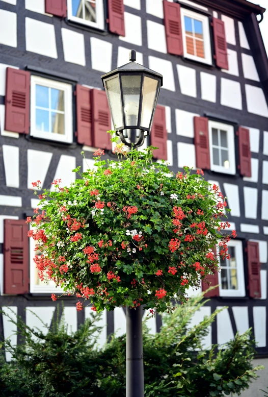 some red and white flowers a light pole and bushes