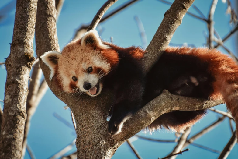 a red panda is sitting on a tree nch
