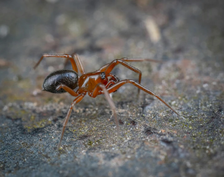 a close up image of a red spider
