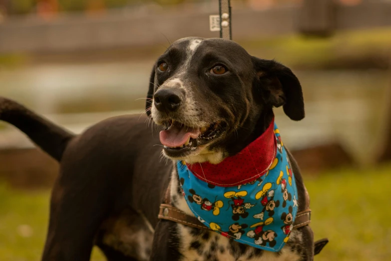 a dog is wearing a scarf on it's collar