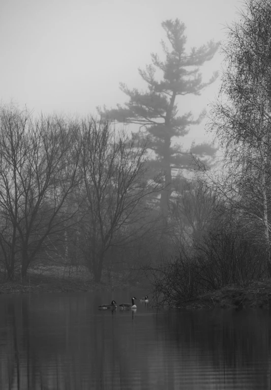 some ducks in a body of water with a foggy sky