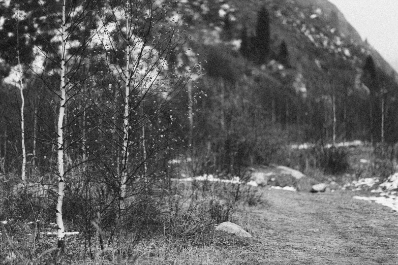 black and white pograph of some very tall trees