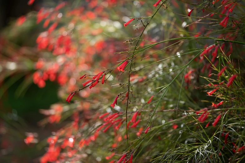 red plants with long stems and leaves on the vine