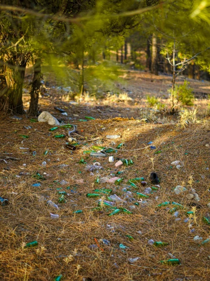 the grass is littered with empty plastic bottles