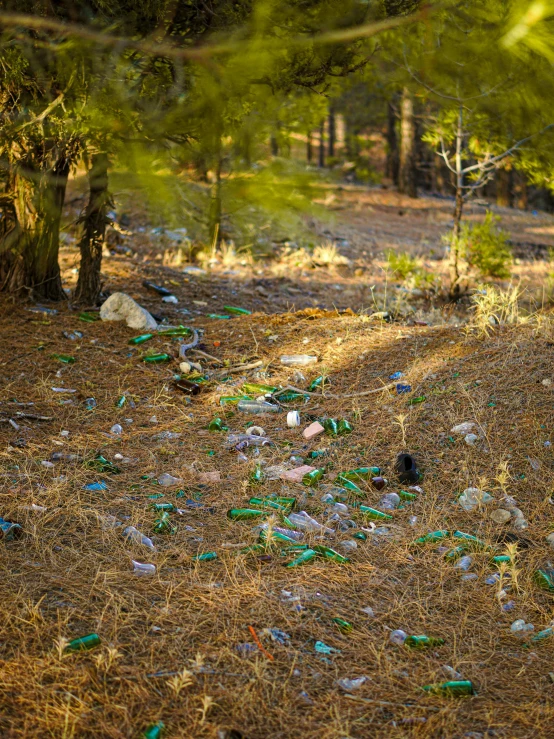 the grass is littered with empty plastic bottles