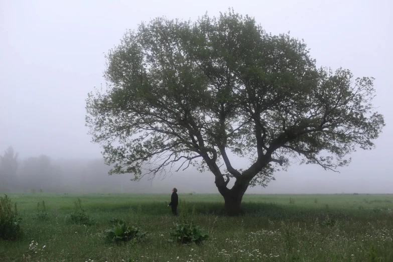 a large tree in the middle of a green field