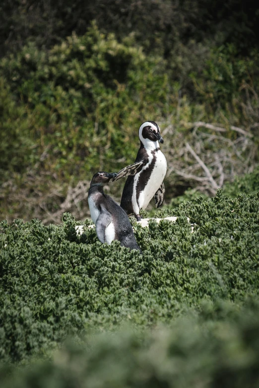 two grey and white birds on the top of bushes