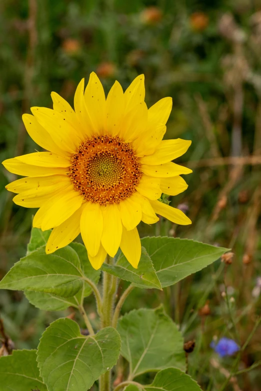 a big sunflower stands out among the weeds