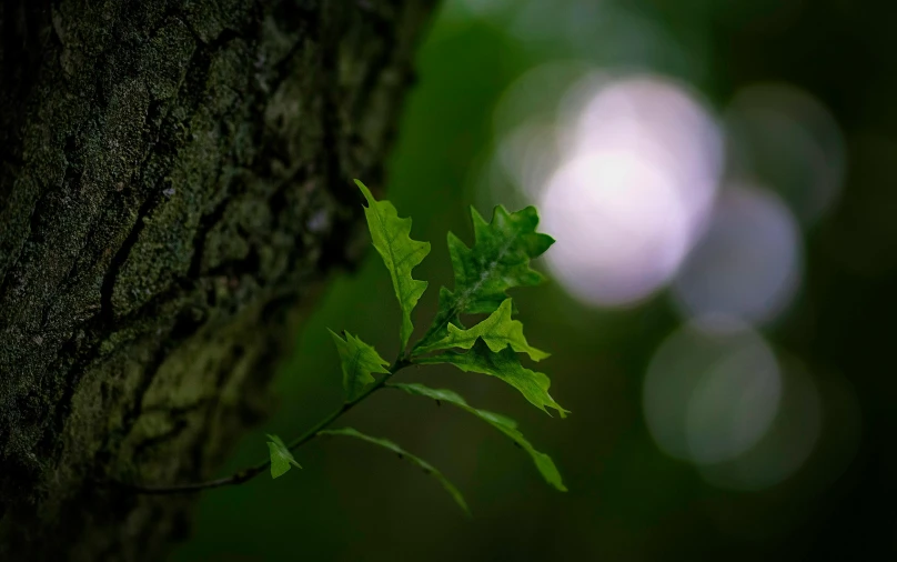 leaf growing from the bark of a tree