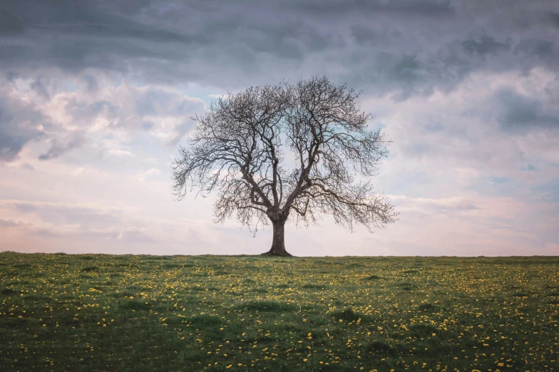 a lone tree in the middle of a grassy field