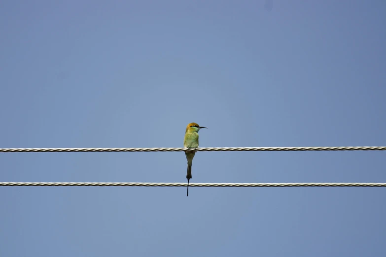 a green bird perched on top of a white power line