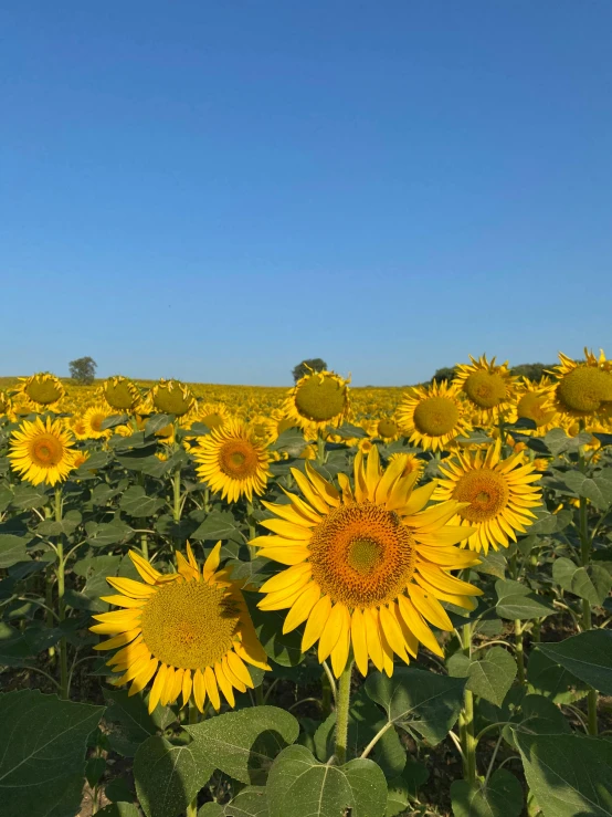 a large field filled with lots of sunflowers