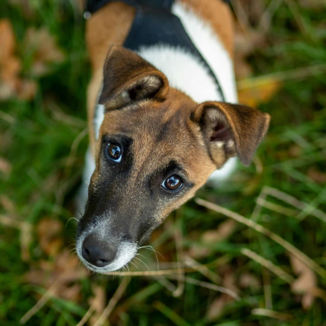 a brown and white dog standing in the grass