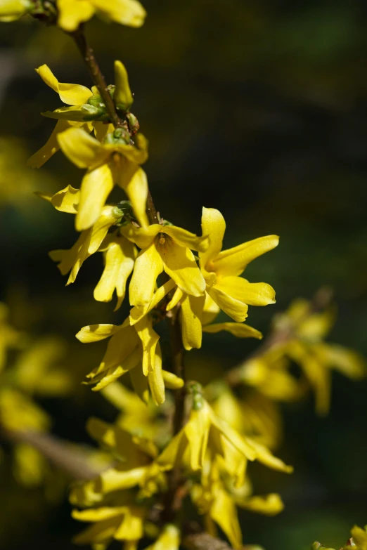 a bunch of yellow flowers with green leaves