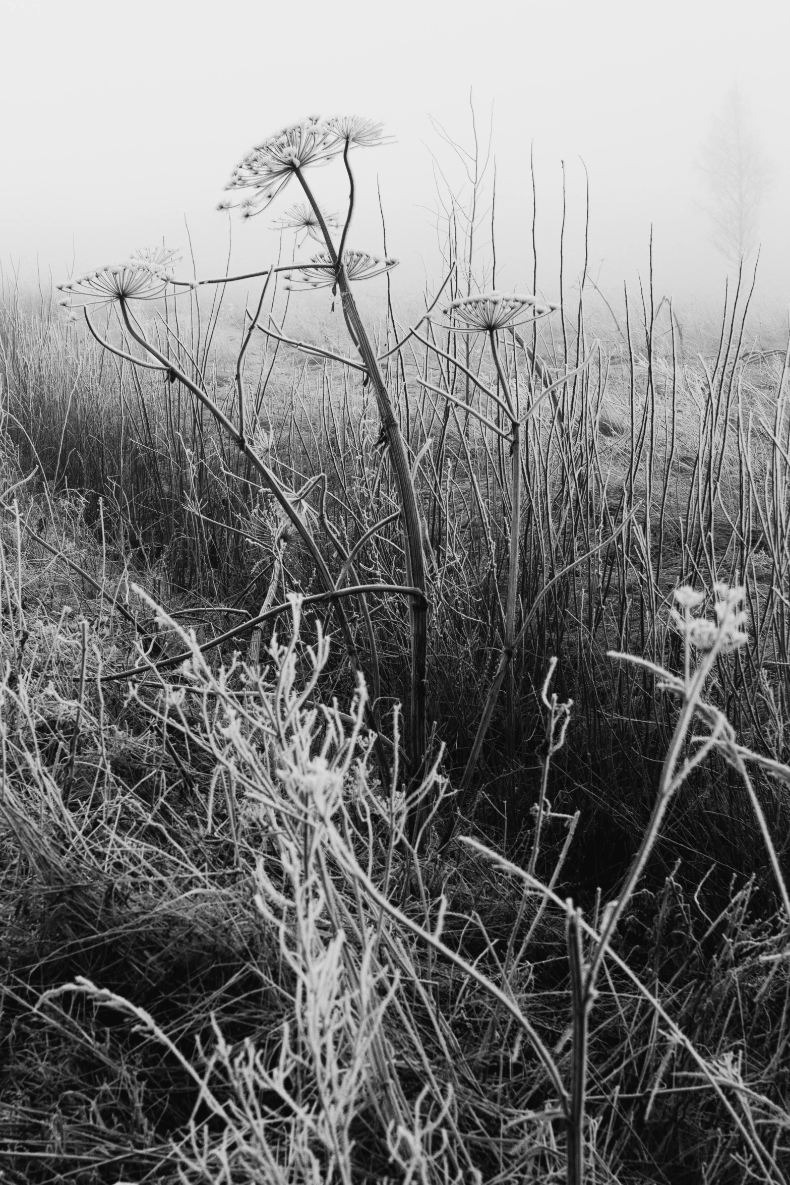 the dead plants stand tall in the field