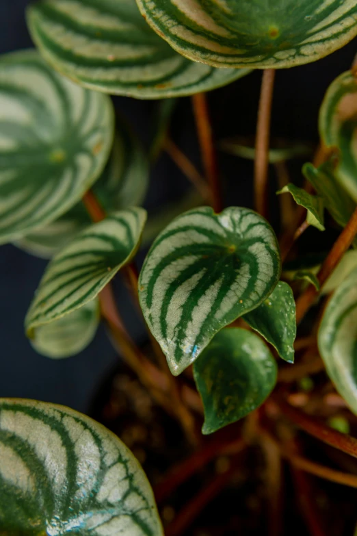 a plant with green and white stripes and leaves