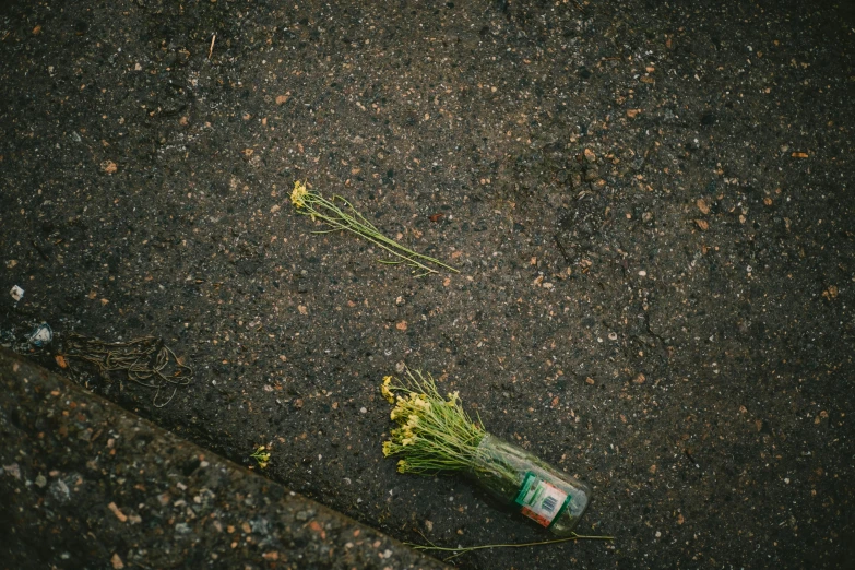 a plant sprouting out of an empty plastic bottle lying on the ground