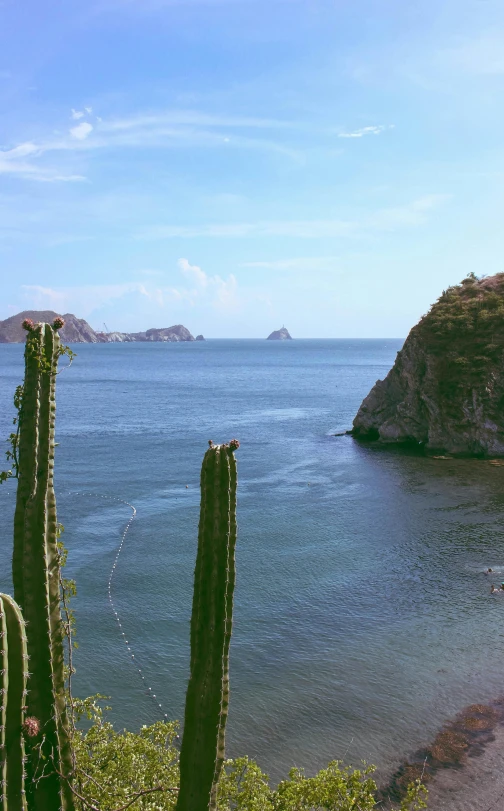 the ocean has been seen with two large cactus's