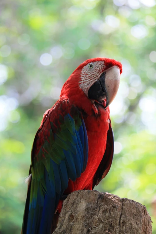 a red parrot sitting on top of a tree stump