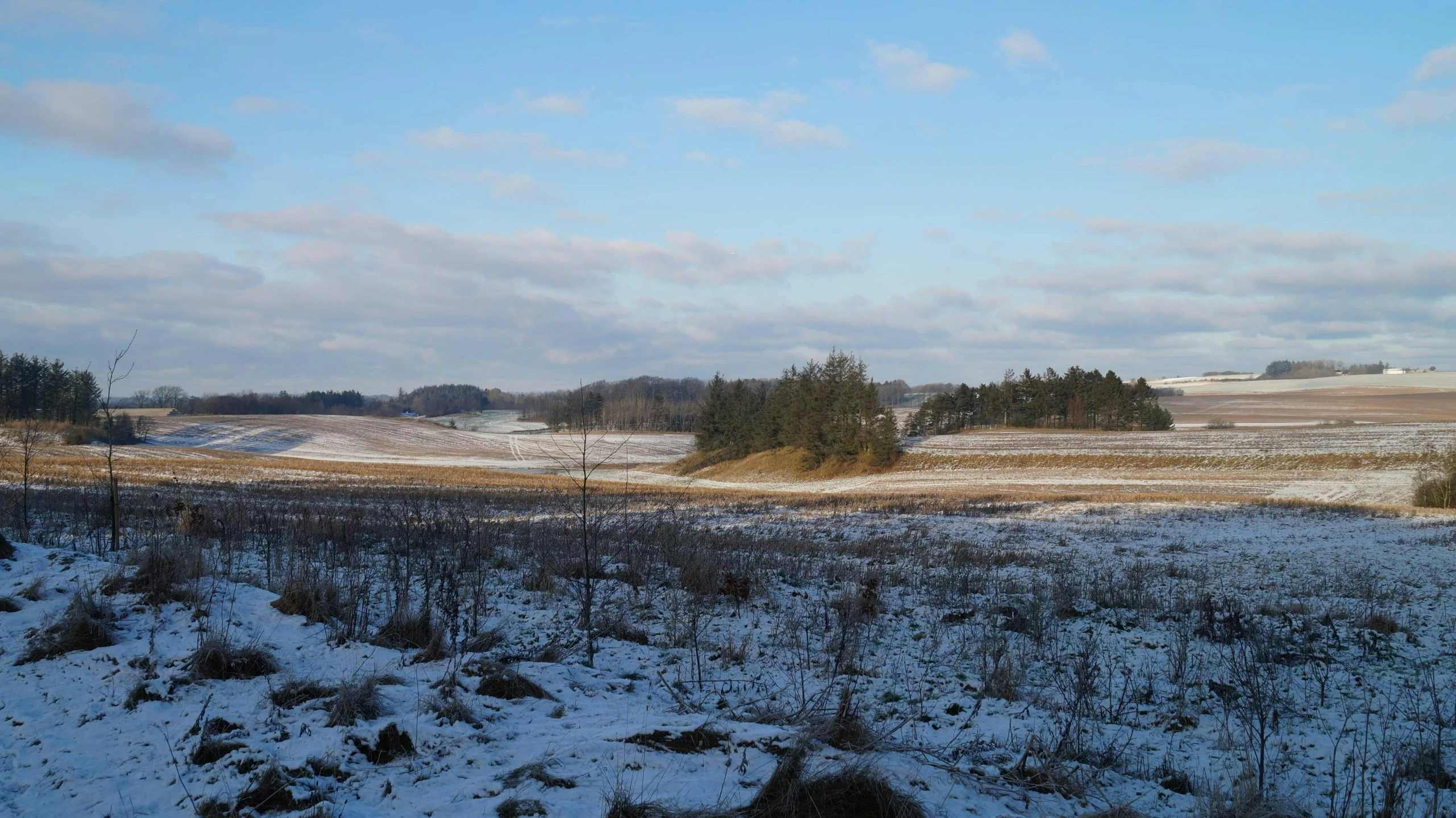 snow covered meadow and trees with a cloudy sky