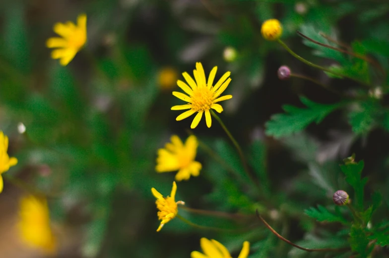 there are many wildflowers growing near each other