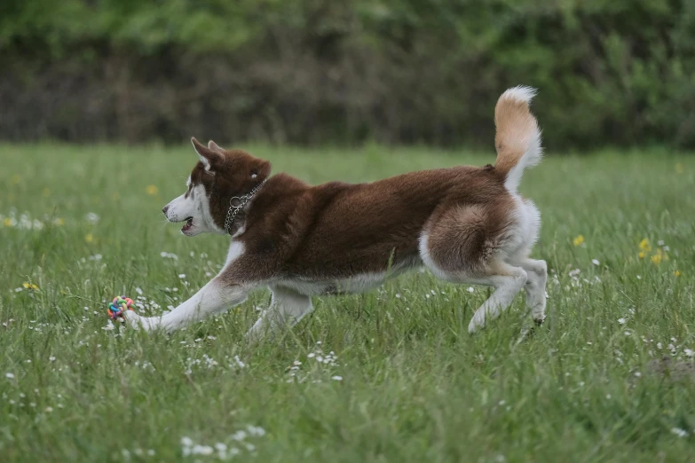 a dog chasing a frisbee in the grass