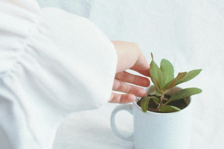 someone's hand holding a potted plant in a white cup