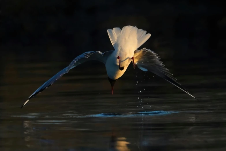 a bird landing on the water's surface with its wings spread